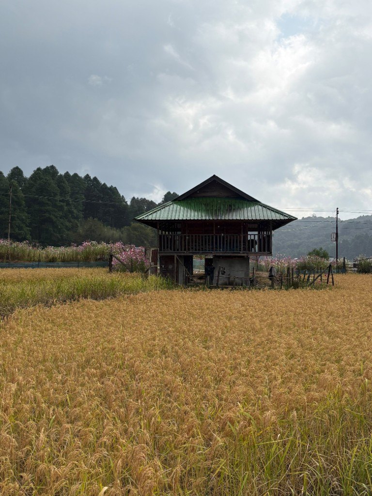 A wooden house with a green roof standing in a gold rice field, cosmos and pines behind