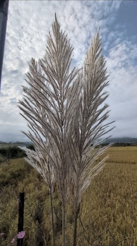 White grass plumes in front of a cut rice field, with cloud and a low ridge behind