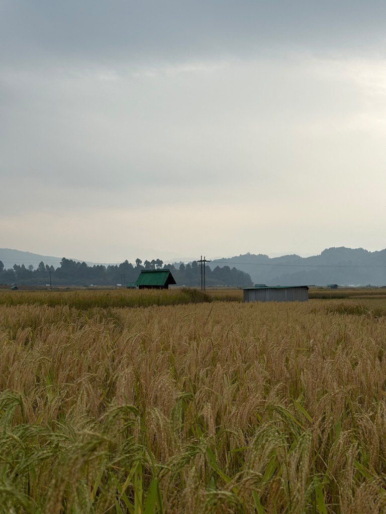 A gold rice field with two small sheds, pines and a pale ridge behind