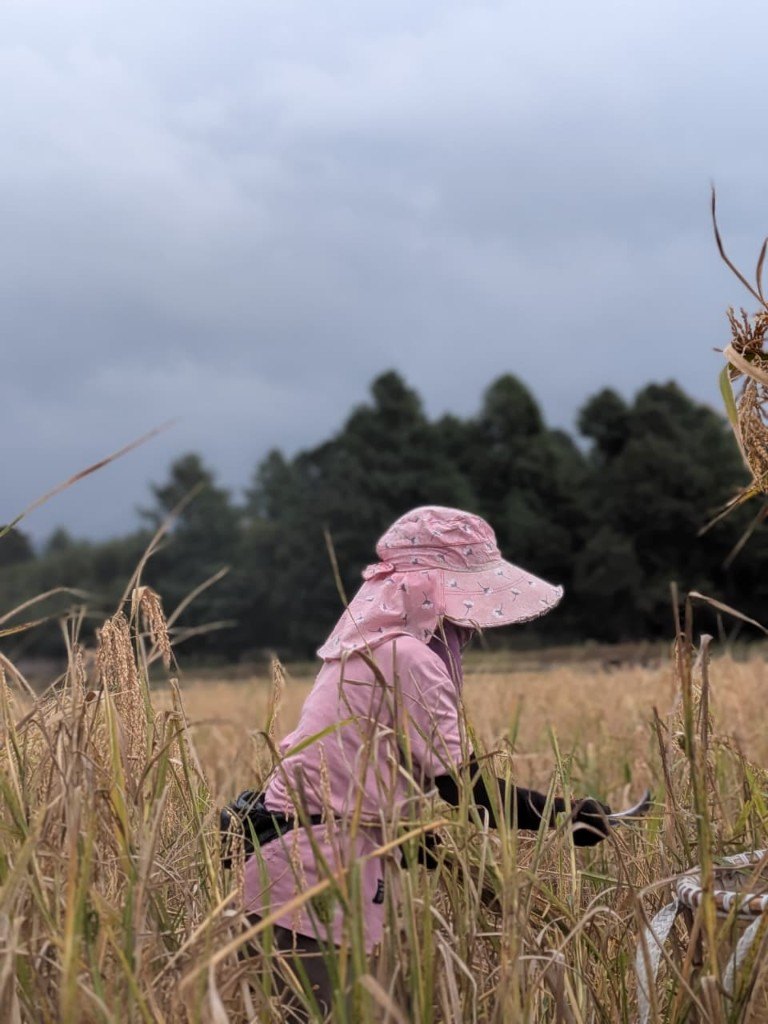 A person in a pink sun hat cutting rice, pines behind the field