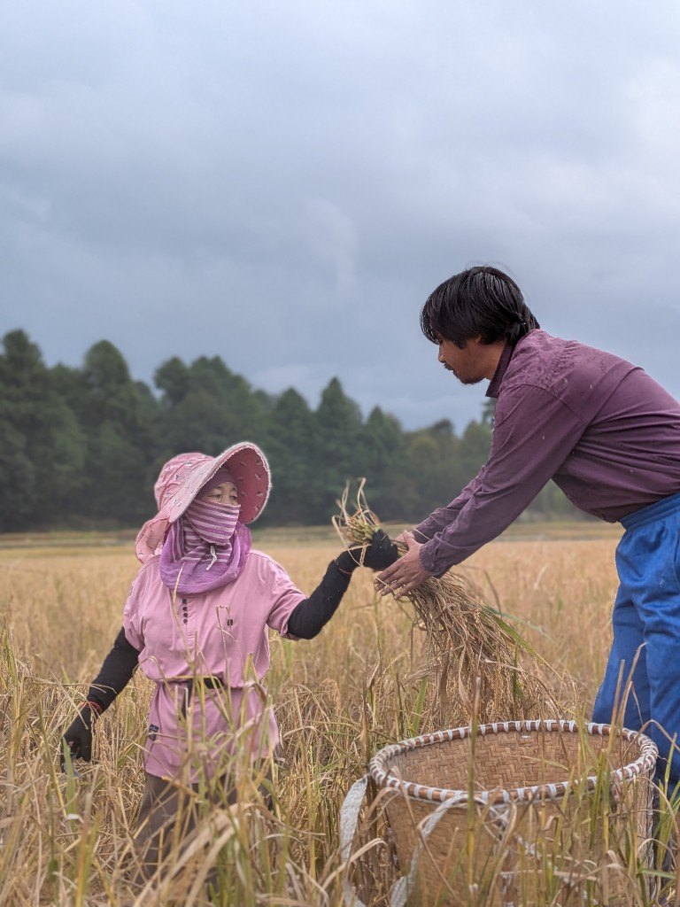 Two people in a rice field, passing a cut bundle over a woven basket