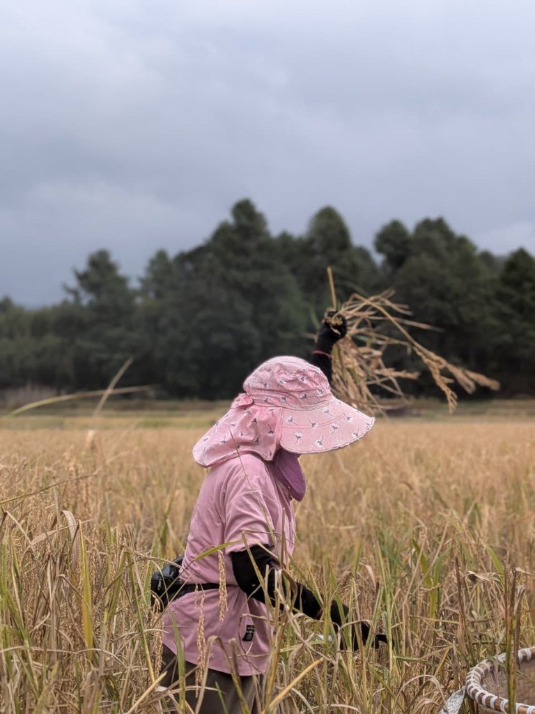 A person in a pink hat tossing a bundle of cut rice, pines behind the field