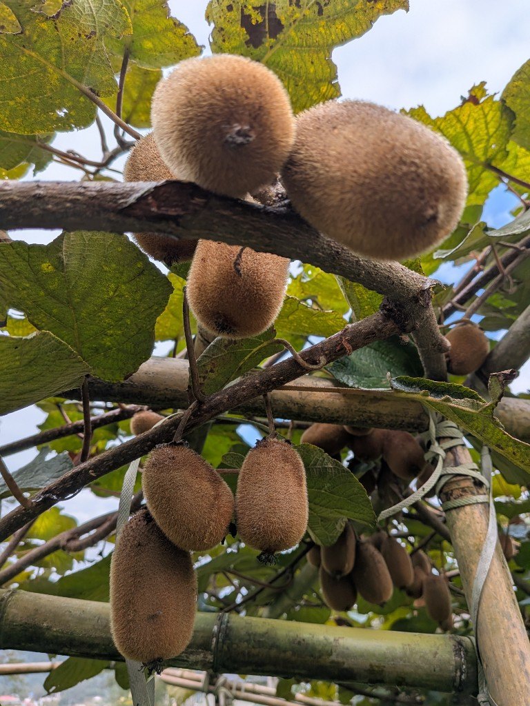 Ripe kiwis hanging on a vine, with bamboo canes holding the branches