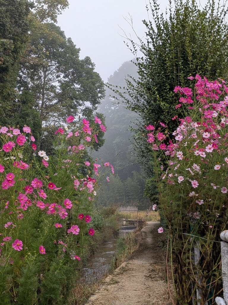 Pink cosmos along a misty path beside a narrow ditch