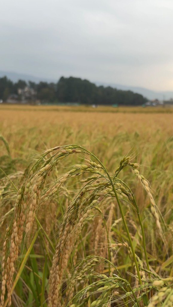 Heads of rice in the foreground, the field and a line of trees behind